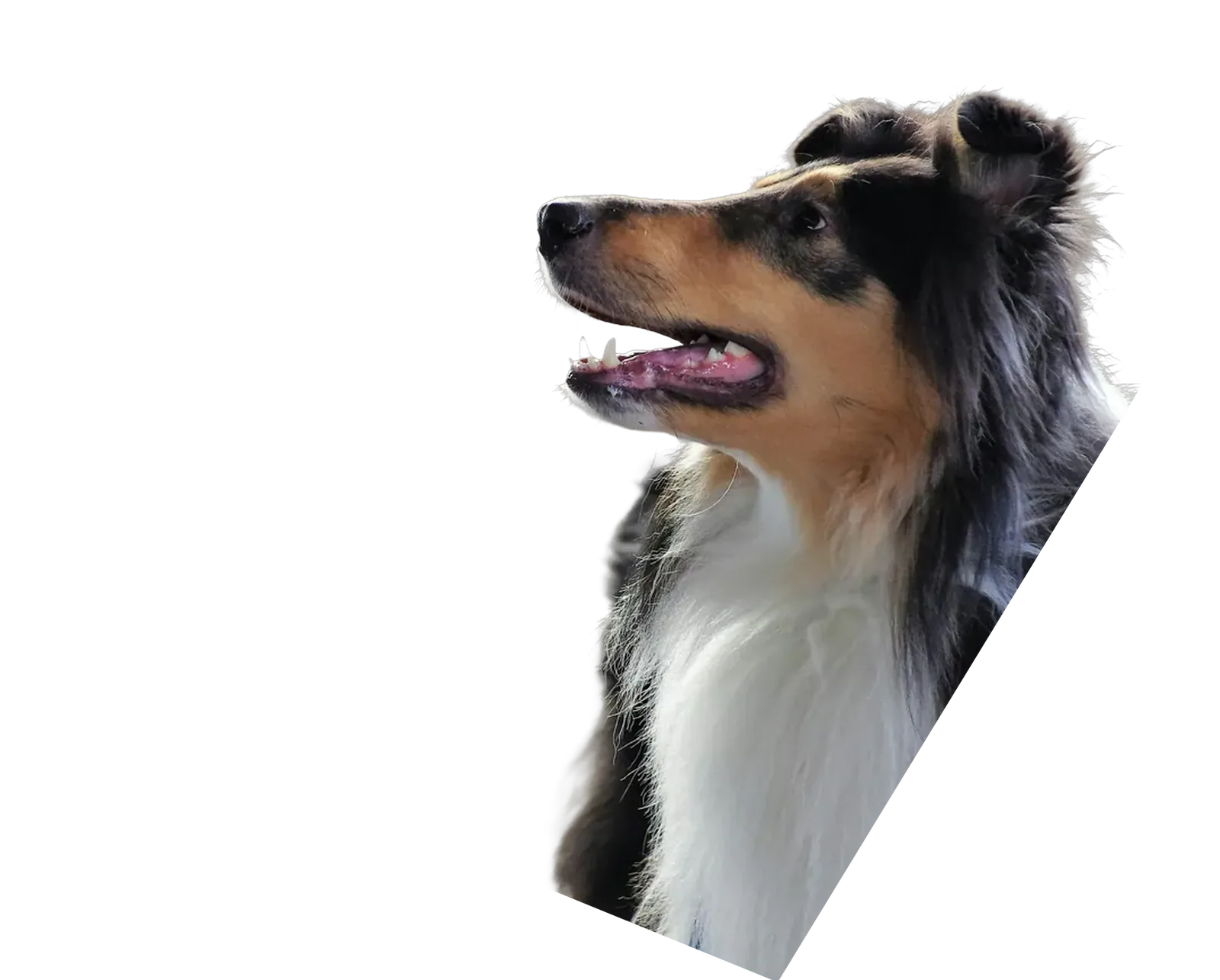 A rough collie on a lead looking up attentively at its handler at Crufts